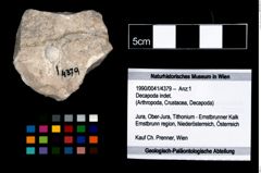 Foto (Objekt + Etikett) von Decapoda indet.  (NHMW-GEO-1990-0041-4379)